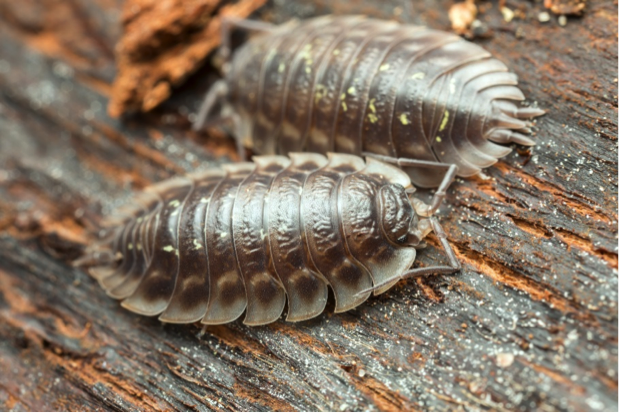 Image of roly polys which are crustaceans