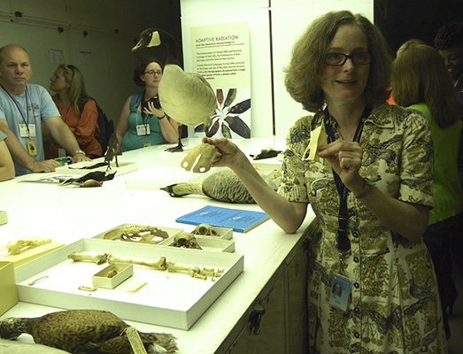 teachers learn about adaptive radiation and comparative anatomy