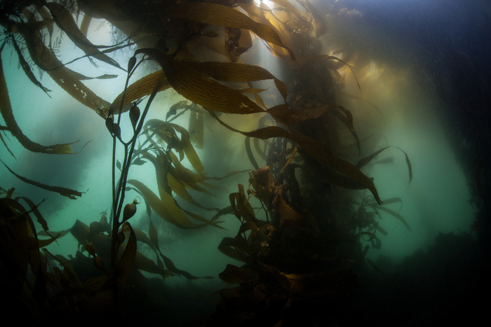 Image of giant bladder sea kelp under water. 