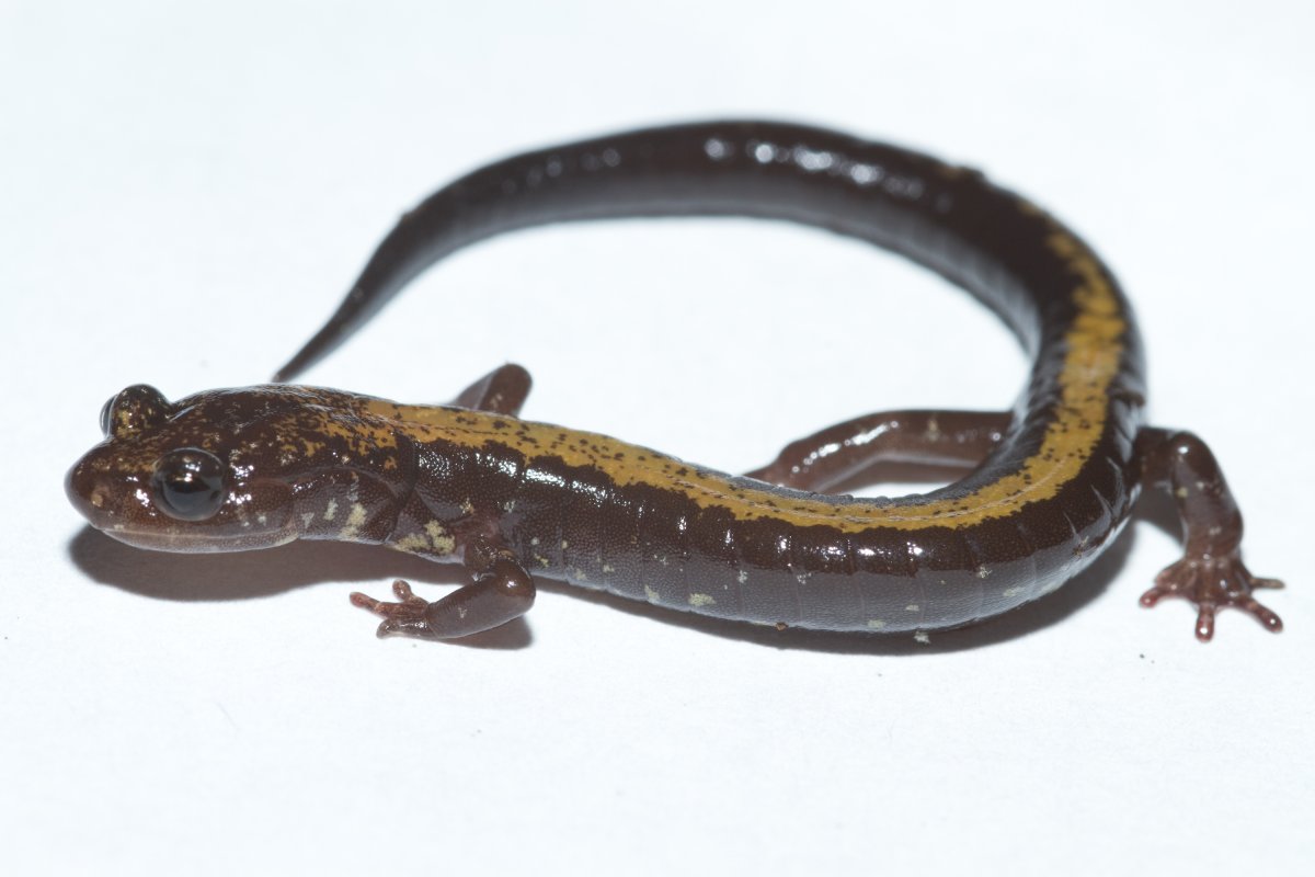 A Skinny Shenandoah Salamander