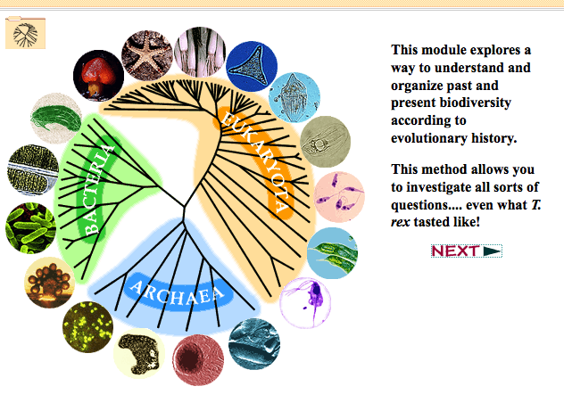 evolution tree