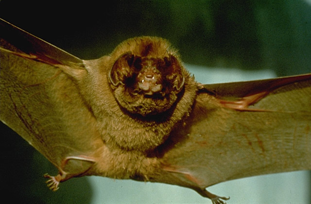 ghost faced bat