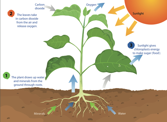 What Is Photosynthesis Smithsonian Science Education Center