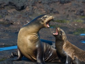 two sea lions 