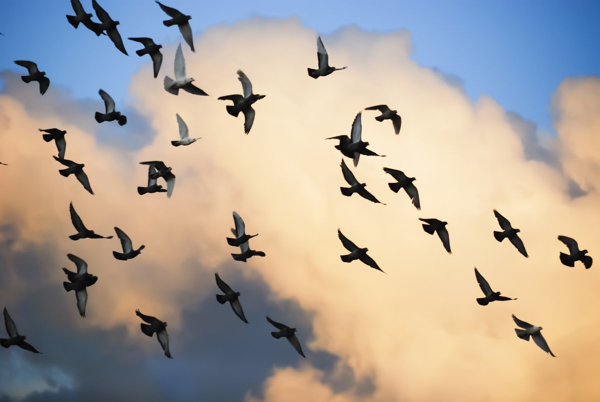 Do Pigeons Migrate? 