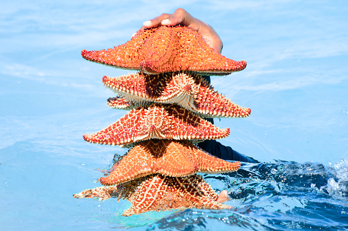 Photo of starfish