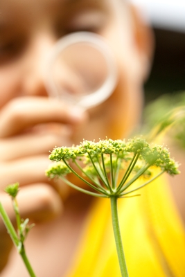 Child using a magnifiing glass to look at a plant