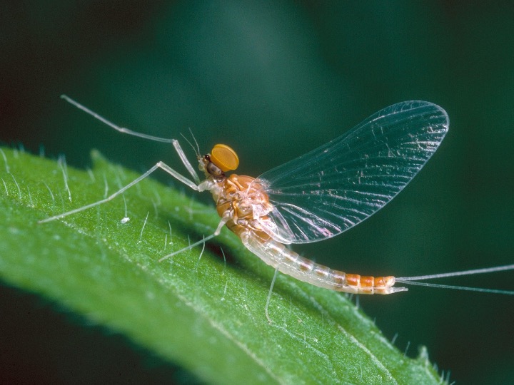 Adult Mayfly on leaf