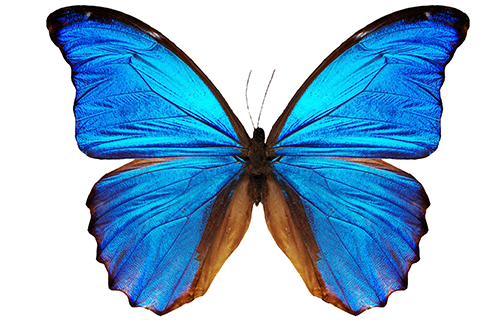 Butterfly Wing Optics | Smithsonian Science Education Center