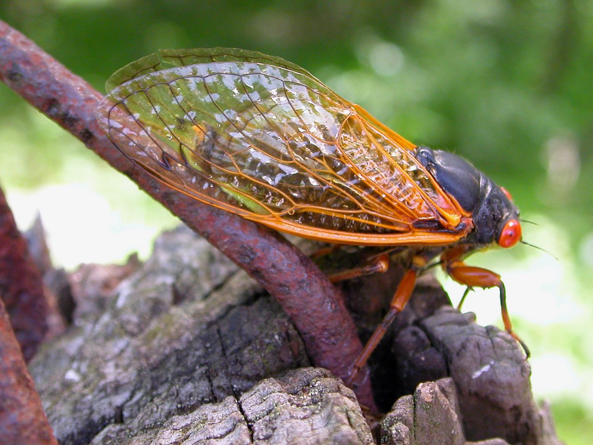 Hooking Up with Cicadas