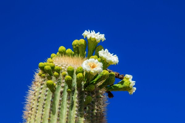 Image of a saguaro cactus in bloom 
