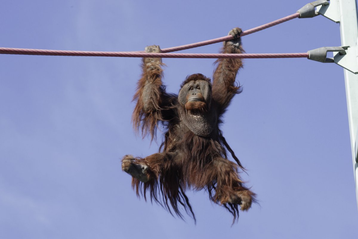 An orangutan hanging on the O line at Smithsonian's National Zoo