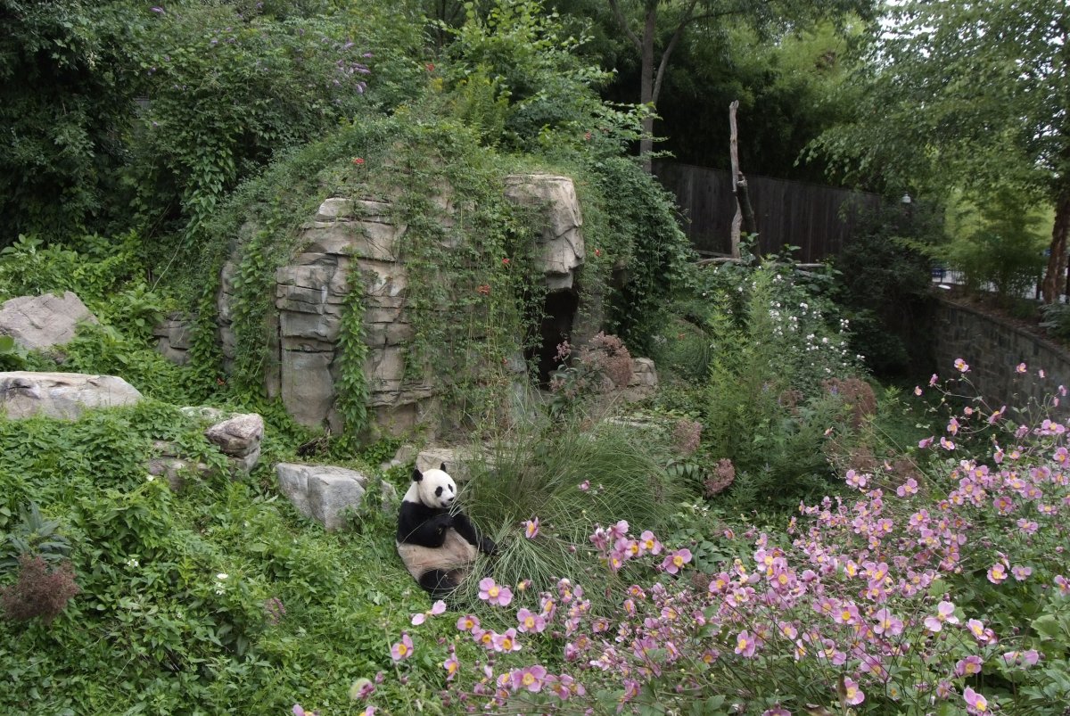 A giant panda reclining at Smithsonian's National Zoo