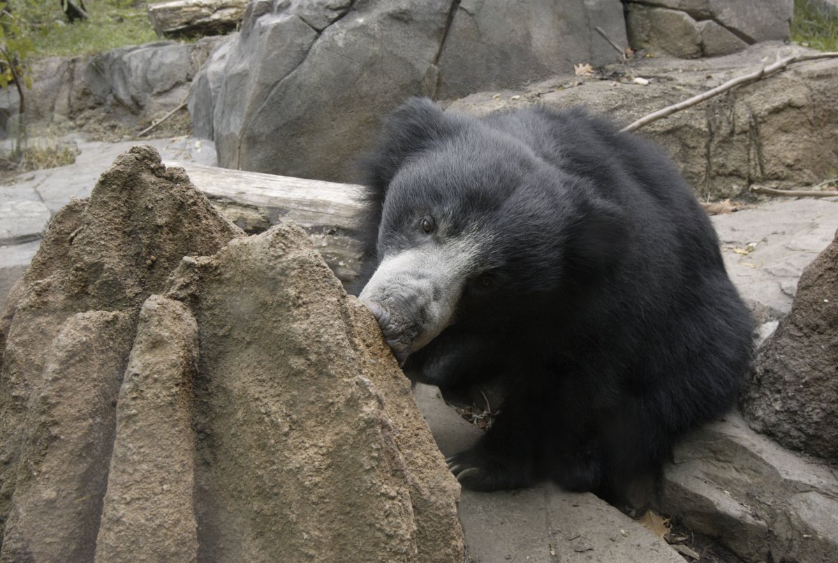 A sloth bear at Smithsonian's National Zoo