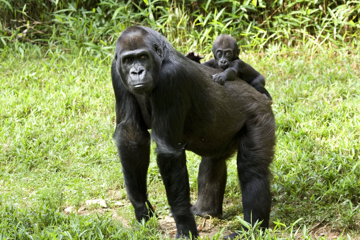 A western lowland gorilla mother and cub at Smithsonian's National Zoo