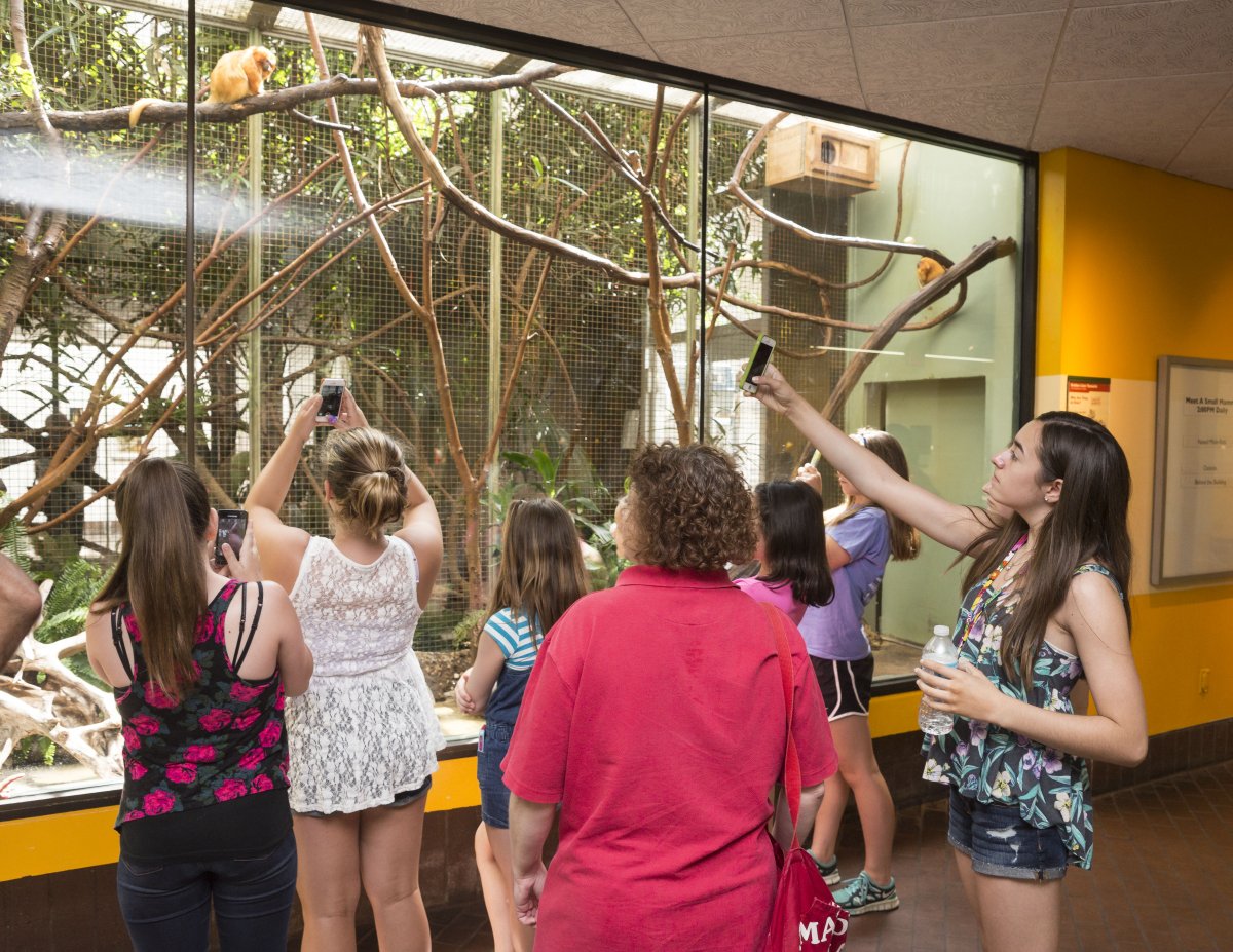 Visitors photograph a golden lion tamarin at Smithsonian's National Zoo