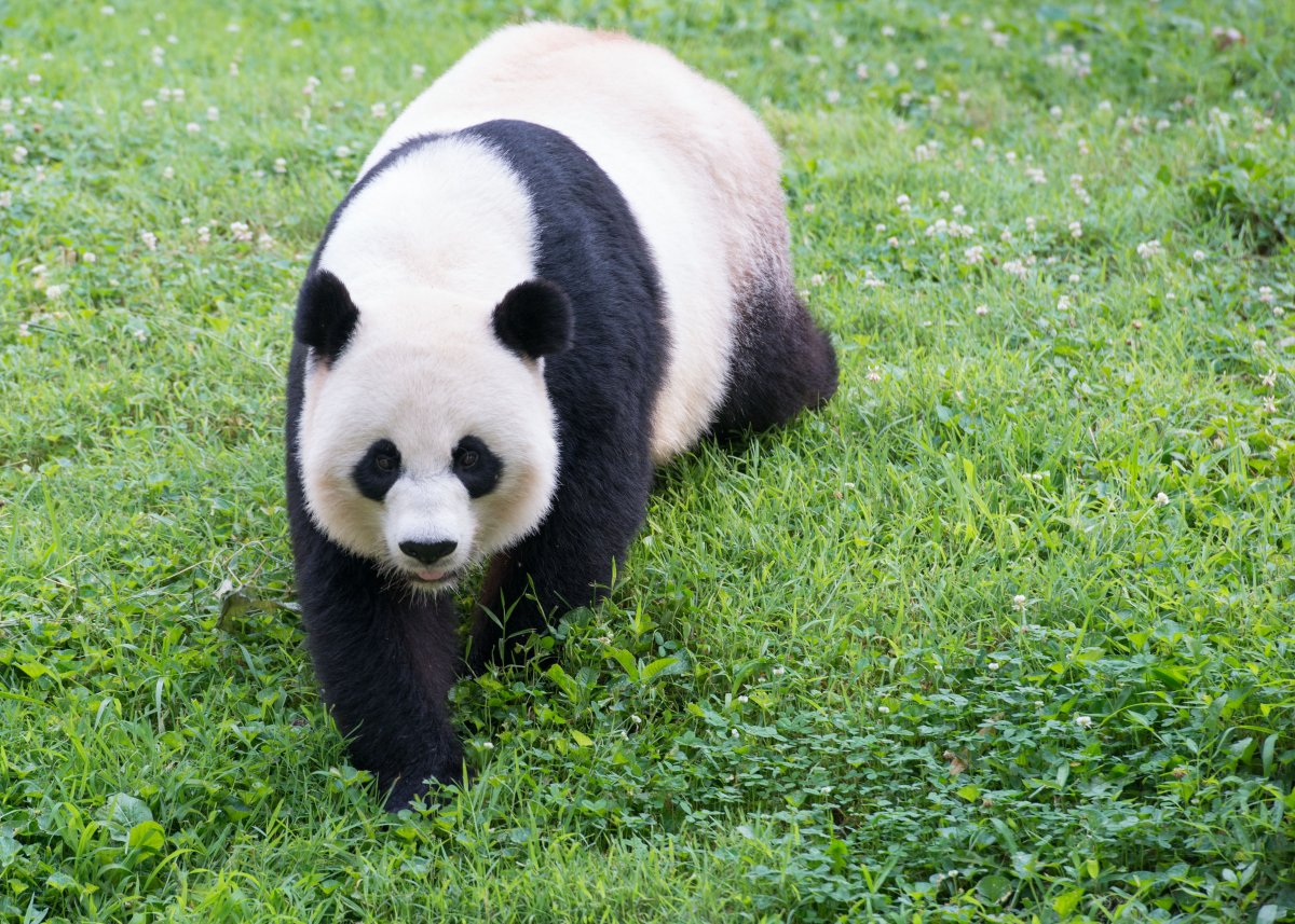 A giant panda at Smithsonian's National Zoo