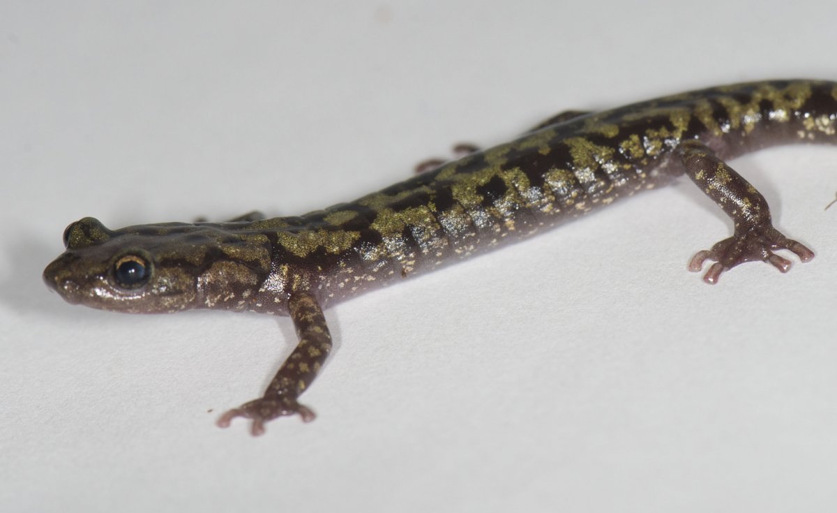 A salamander at Smithsonian's National Zoo