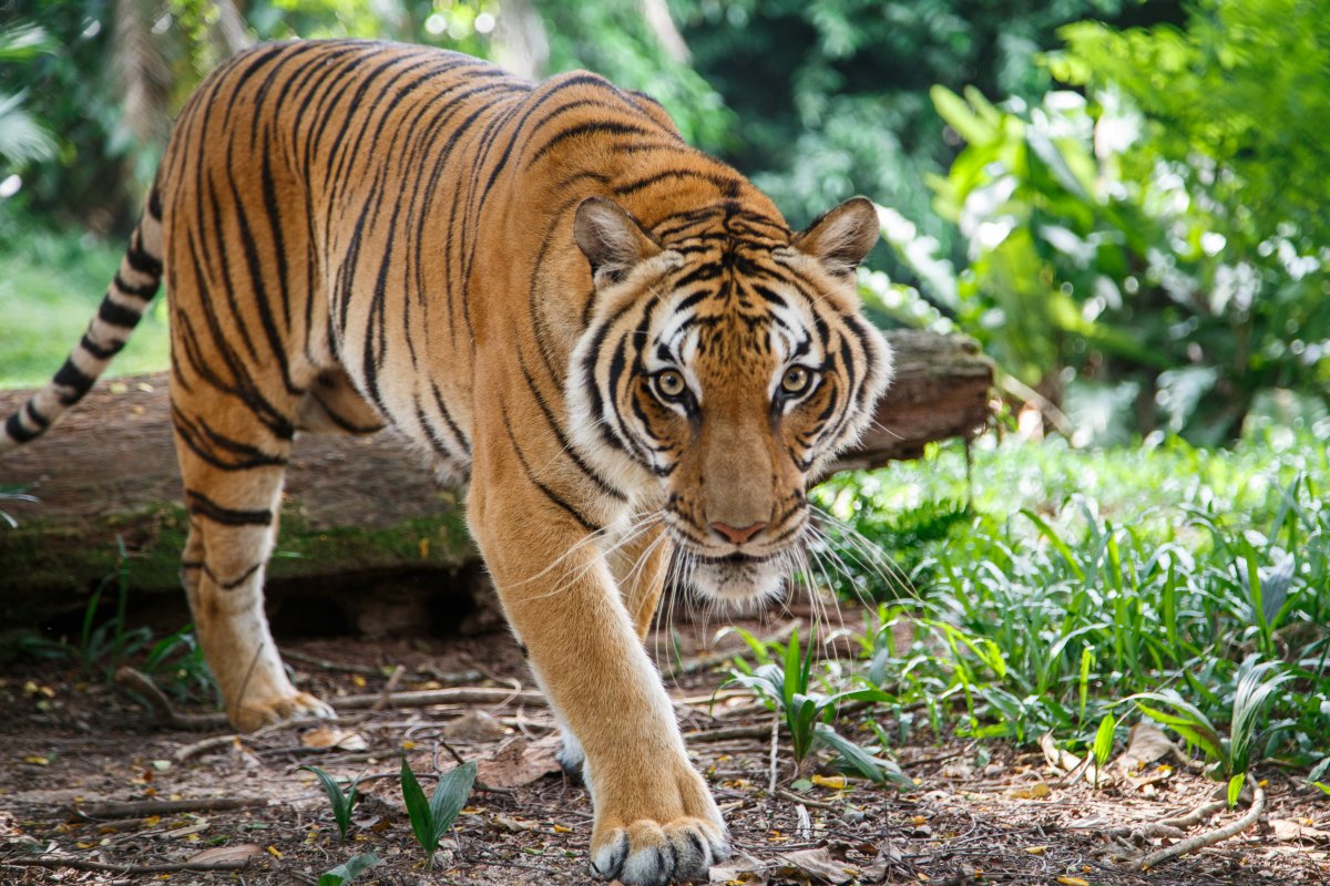 An image of a Malayan tiger