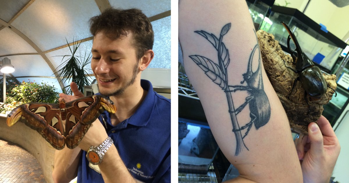 Arthur Earle shows an Atlas Moth and his Hercules beetle tattoo.