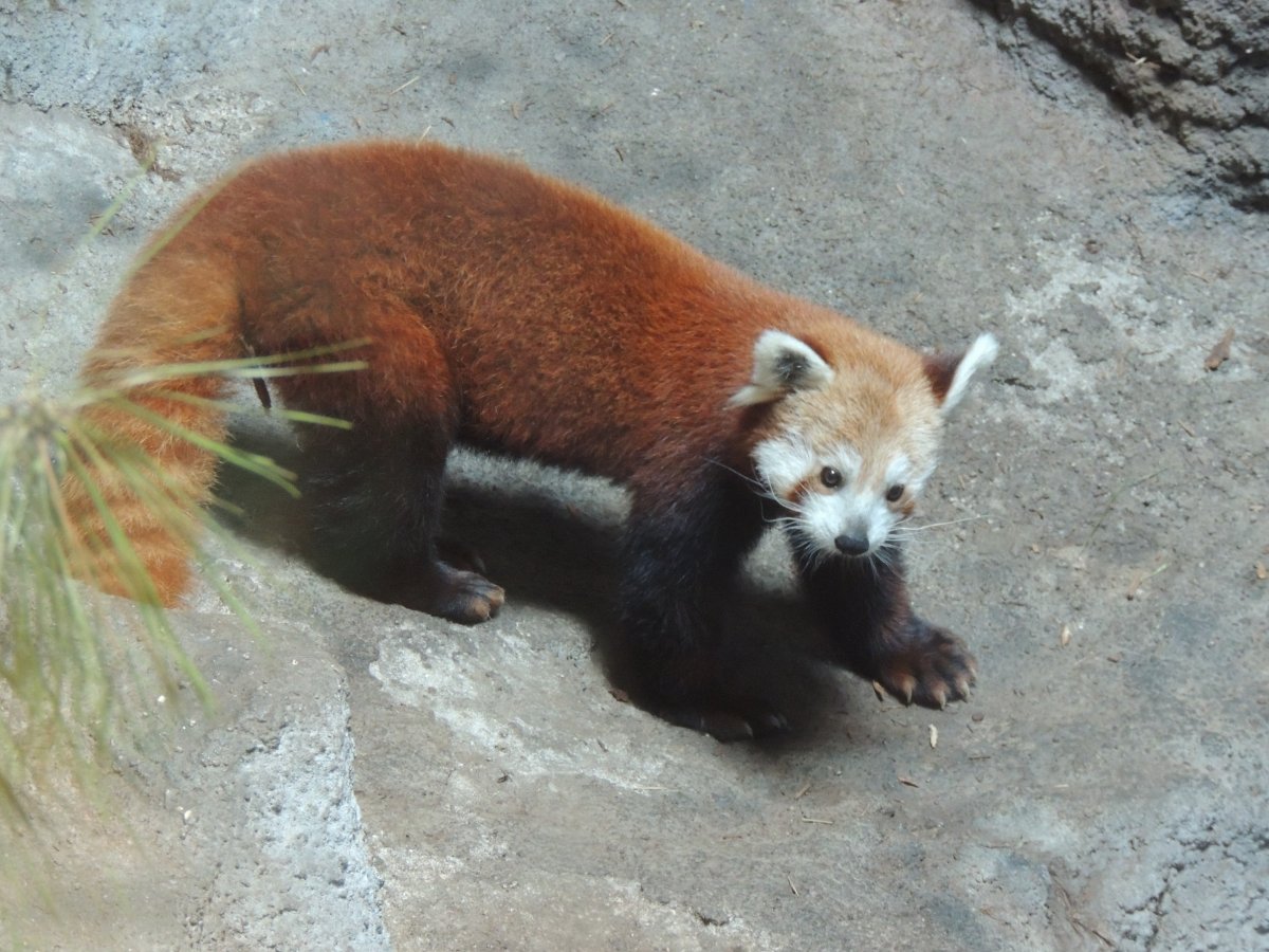 International Red Panda Day - September 15 | Smithsonian Science Education  Center