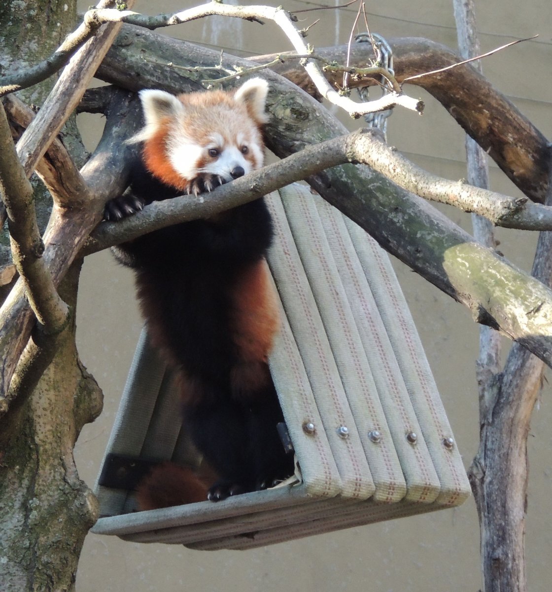 A red panda in a treehouse.