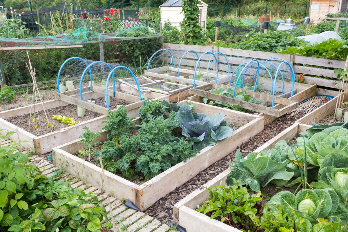 Community garden