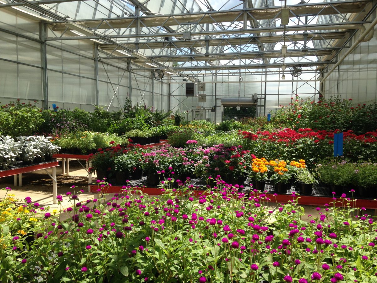 A greenhouse managed by Debra Austin