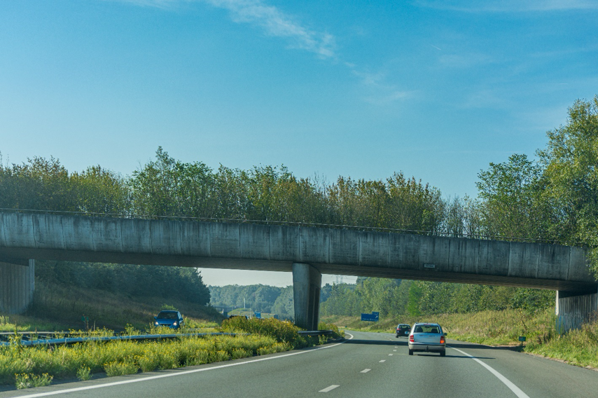 A wildlife overpass needs to mimic the animal’s natural surroundings. 