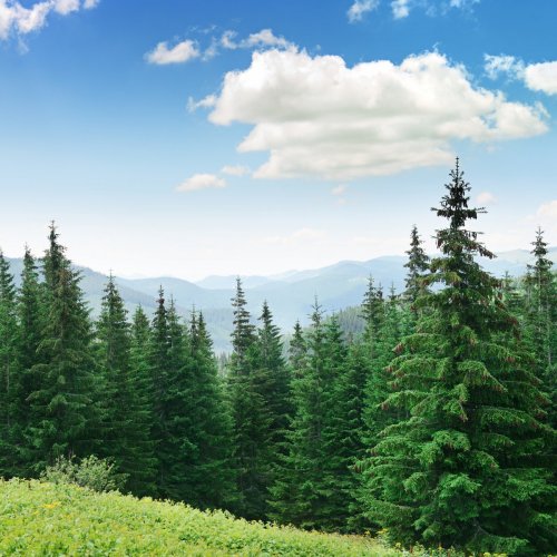 Coniferous Forest 