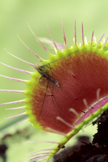 cover photo of a fly in a venus flytrap