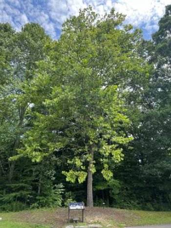 A tall American Sycamore tree with green leaves