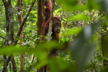 An orangutan hangs from a tree in a moderately dense forest