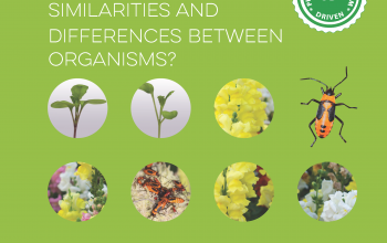 Front cover of the What Explains Similarities and Differences Between Organisms? teachers guide with flowers plants and bugs