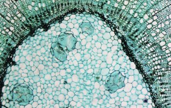 microscopic image of a cell