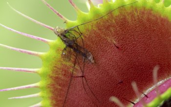 cover photo of a fly in a venus flytrap