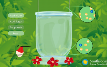 Sugar Simulation screenshot