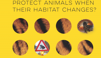 Yellow cover of grade 3 engineering teachers guide How Can We Protect Animals When Their Habitat Changes? 