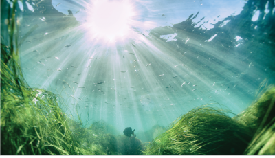 Cover of the Ocean community research guide with an underwater photo of sea grass, fish, and sunlight through the water.
