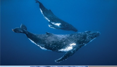 The cover of Protegiendo a les ballenas with 4 images of whales and ships