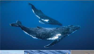 The cover of Protecting Whales in Ukrainian