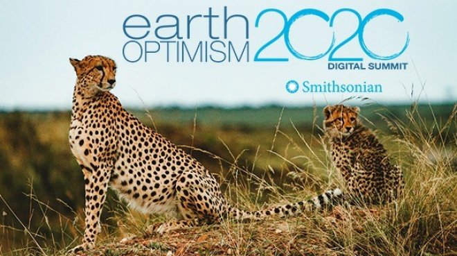 Image of a couple of cheetahs