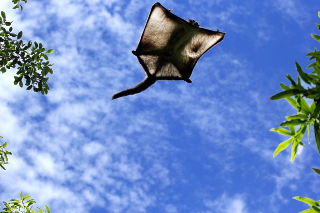 How Can We Glide Like a Squirrel?