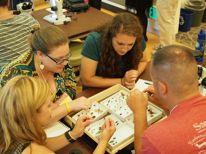 Teachers investigate specimens from the insect collection at the Smithsonian National Museum of Natural History.