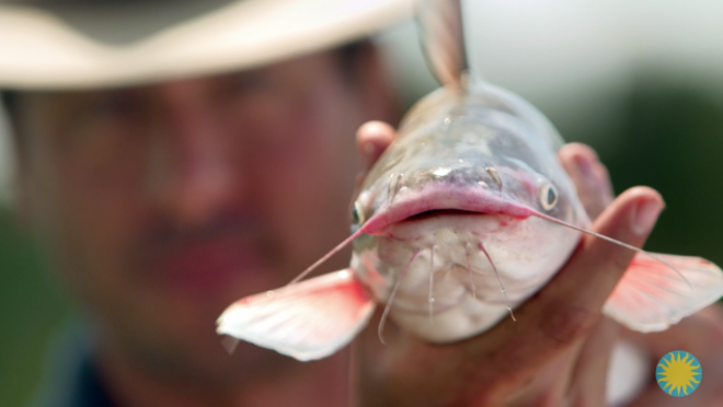 How do scientists locate schools of fish?